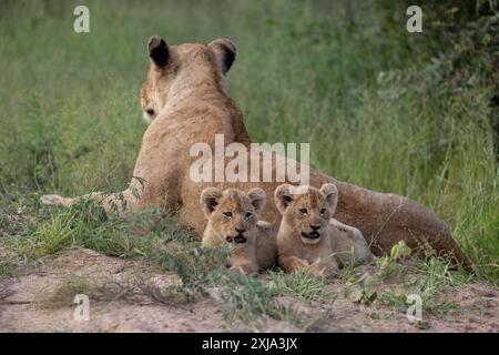 Due cuccioli di leone, Panthera Leo, che giacciono accanto alla madre. Foto Stock