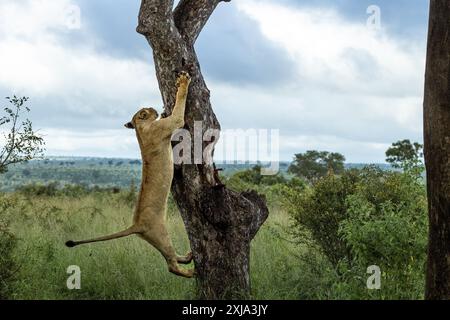 Una leonessa, Panthera Leo, decade da un albero di Marula. Foto Stock