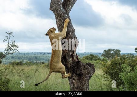Una leonessa, Panthera Leo, decade da un albero di Marula. Foto Stock