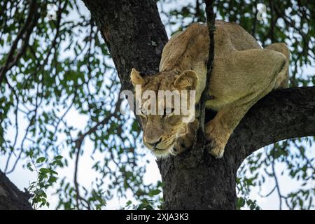 Una leonessa, Panthera Leo, decade da un albero di Marula. Foto Stock