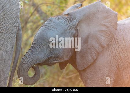 Un primo piano di un vitello elefante, Loxodonta africana, che cammina accanto alla madre. Foto Stock