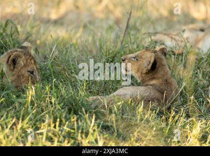 Due cuccioli di leone, Panthera leo, giacenti insieme nell'erba. Foto Stock