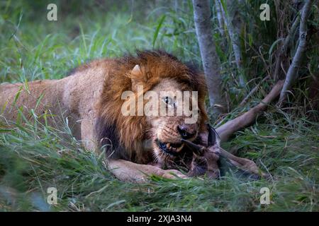 Un leone maschio, Panthera leo, che si nutre di GNU, Connochaetes taurinus. Foto Stock