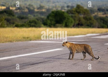 Un leopardo femminile, Panthera pardus, che cammina attraverso una pista di atterraggio. Foto Stock