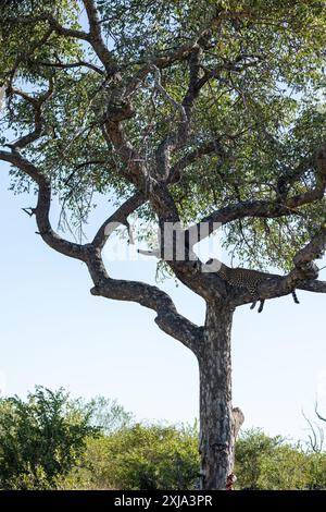 Un leopardo femminile, Panthera pardus, giacente in un albero di marula, Sclerocarya birrea. Foto Stock