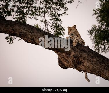Una giovane leopardo femminile, Panthera Pardus, giacente in un albero di marula, Sclerocarya birrea. Foto Stock