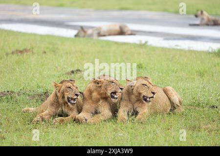 Tre leoni sub-adulti, Panthera leo, giacenti uno accanto all'altro. Foto Stock