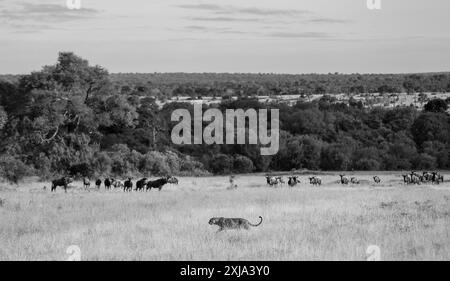 Un leopardo femminile, Panthera pardus, che passava davanti a un udito di GNU, Connochaetes gnou, in erba lunga, bianco e nero. Foto Stock