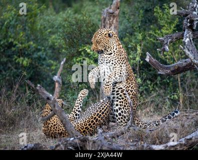 Un maschio e un leopardo femminile, Panthera pardus, che combattevano tra loro. Foto Stock