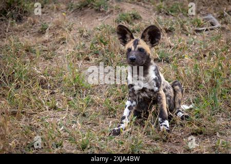 Un cucciolo di cane selvatico, Lycaon pictus, seduto nell'erba. Foto Stock