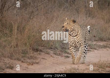 Un leopardo, Panthera Pardus, che cammina lungo una strada. Foto Stock