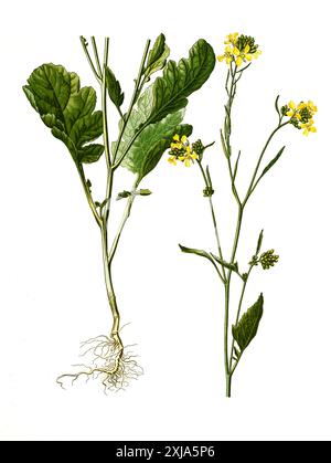 Heilpflanze, Schwarze Senf, Brassica nigra, auch Senf-Kohl, Historisch, Ristorante digitale Reproduktion von einer Vorlage aus dem 19. Jahrhundert, Foto Stock