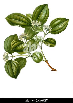 Heilpflanze, Gewöhnliche Brechnuss (Strychnos nux-vomica, Strychnos colubrina, Strychnos lucida, Strychnos spireana), auch Brechnuss oder Krähenaugenbaum, Strychninbaum oder Brechnussbaum, Historisch, restaurierte reproduktion aus Vordem 19. Jahrhundert, Foto Stock