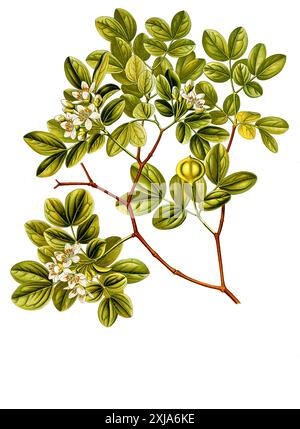 Heilpflanze, Guaiacum officinale, ein Baum in der Familie der Jochblattgewächse aus der Karibik, Historisch, ristorante digitale Reproduktion von einer Vorlage aus dem 19. Jahrhundert, Foto Stock