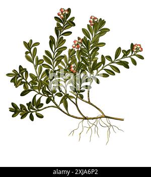 Heilpflanze, Echte oder Immergrüne Bärentraube (Arctostaphylos uva-ursi) ist eine Pflanzenart aus der Gattung der Bärentrauben, Historisch, digital restaurierte Reproduktion von einer Vorlage aus dem 19. Jahrhundert, Foto Stock