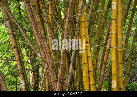 Steli di bambù con scanalatura gialla (Phyllostachys aureosulcata). Fotografato in India Foto Stock