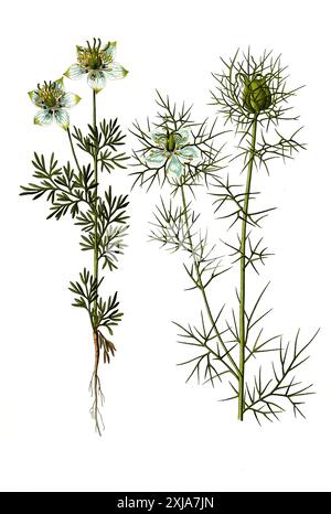 Heilpflanze, Echte Schwarzkümmel (Nigella sativa), und Jungfer im Grünen (Nigella damascena) ist eine einjährige Pflanze aus der Familie der Hahnenfußgewächse, Historiisch, digital restaurierte Reproduktion von einer Vorlage aus dem 18. Jahrhundert Foto Stock