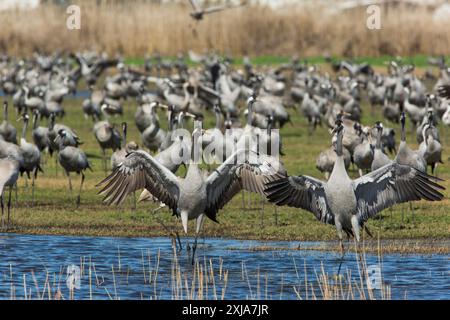 Gru comune (grus grus). Grandi migratori gru specie che vive nei prati umidi e paludi. Fotografato nel lago Agamon, Valle di Hula, Israele, Foto Stock