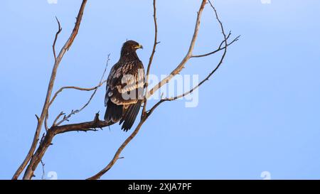 L'aquila maculata più grande (Clanga clanga syn Aquila clanga), عقاب سعفاء كبرى chiamata anche aquila maculata, è un grande rapace migratorio nel f Foto Stock