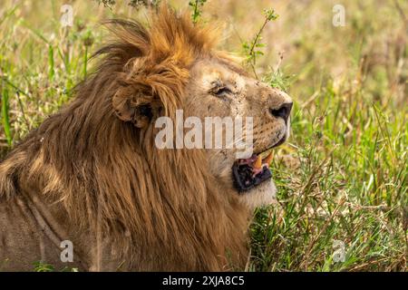 Ritratto di un leone maschio steso nell'erba di una savana africana Foto Stock