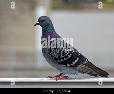 Primo piano del piccione del batticuore anatolico su una ringhiera a rampa con sfondo sfocato. Foto Stock