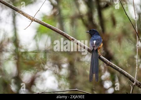 Shama dai rumpi bianchi (Copsychus malabaricus) è un eccellente uccello da caccia, spesso intrappolato e tenuto come uccelli in gabbia. Fotografato nella natura selvaggia a Indi Foto Stock