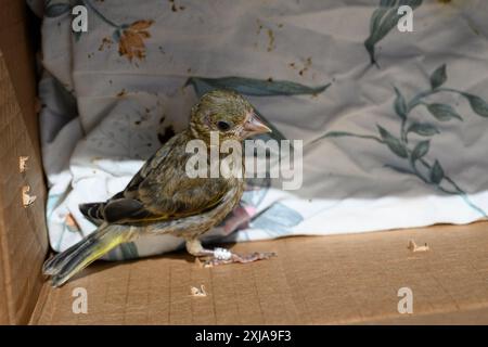 Il verde europeo giovanile inghiottito (Chloris chloris) خضير أوربي viene rimesso in libertà dopo il trattamento in un ospedale faunistico. Fotografato Foto Stock