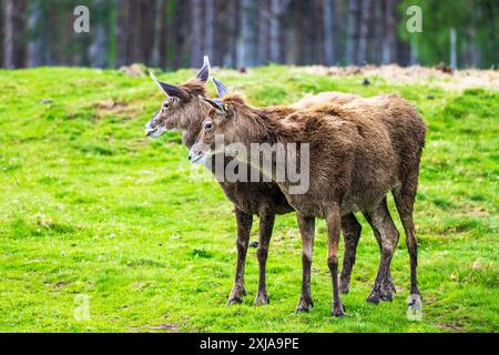 Coppia di cervi Thorold's Deer (Cervus albirostris) o cervi dalle labbra bianche presso Highland Wildlife Park, Kincraig, Kingussie, Scozia, Regno Unito Foto Stock