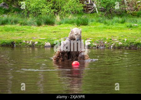 Brodie che gioca in piscina è il secondo cucciolo di orso polare (Ursus maritimus) nato all'Highland Wildlife Park, Kincraig, Kingussie, Scozia, Regno Unito Foto Stock