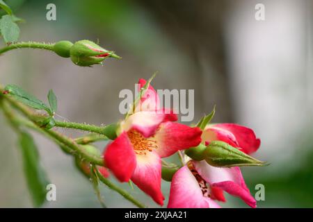 Cocktail Meimick scalatore rosa un fiore di rosa rossa con centro giallo e bianco Foto Stock