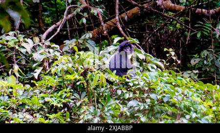 Lingua di Giava orientale (Trachypithecus auratus, ebony lutung, Javan langur, Javan lutung). Si trova sull'isola di Giava Foto Stock