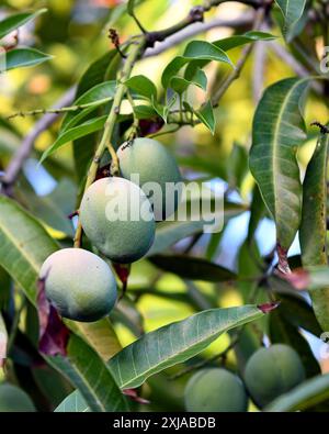 Primo piano di frutti accresciuti su un mango (Mangifera indica) in formato verticale. Foto Stock