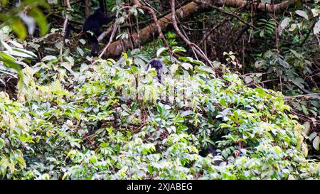 Lingua di Giava orientale (Trachypithecus auratus, ebony lutung, Javan langur, Javan lutung). Si trova sull'isola di Giava Foto Stock