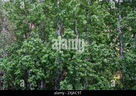 Populus alba, comunemente chiamato pioppo d'argento, pioppo di foglie d'argento o pioppo bianco, è una specie di pioppo, strettamente imparentata con gli aspens. È nat Foto Stock