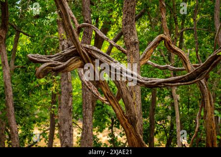 Strangle Vine Creeper su un tronco di un albero di Ficus fotografato in India Foto Stock