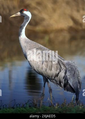 Gru comune (grus grus). Grandi migratori gru specie che vive nei prati umidi e paludi. Fotografato nel lago Agamon, Valle di Hula, Israele, Foto Stock