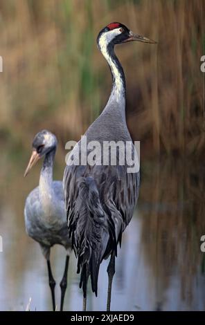 Gru comune (grus grus). Grandi migratori gru specie che vive nei prati umidi e paludi. Fotografato nel lago Agamon, Valle di Hula, Israele, Foto Stock