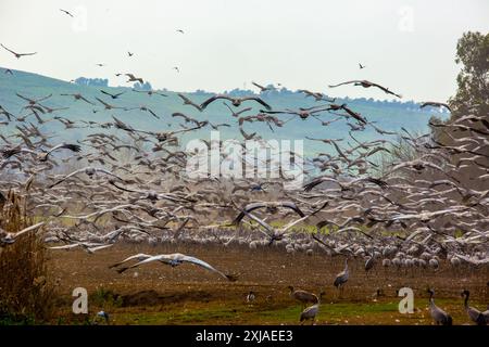 Gru comune (grus grus). Grandi migratori gru specie che vive nei prati umidi e paludi. Fotografato nel lago Agamon, Valle di Hula, Israele, Foto Stock