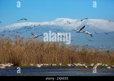 Gru comune (grus grus). Grandi migratori gru specie che vive nei prati umidi e paludi. Fotografato nel lago Agamon, Valle di Hula, Israele, Foto Stock