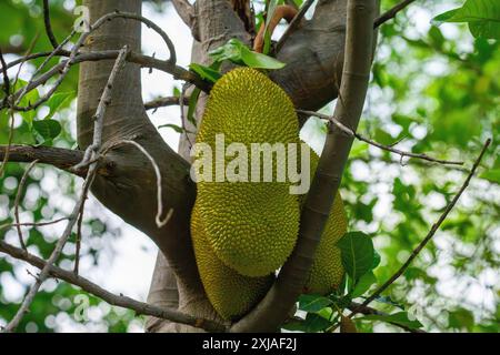 Lo jackfruit è il frutto del jack Artocarpus heterophyllus, una specie di albero nella famiglia dei fichi, gelso e breadfruit. Il jackfruit è il Foto Stock