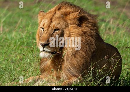 Ritratto di un leone maschio steso nell'erba di una savana africana Foto Stock