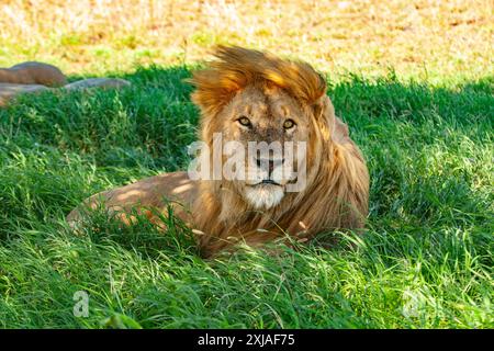 Ritratto di un leone maschio steso nell'erba di una savana africana Foto Stock