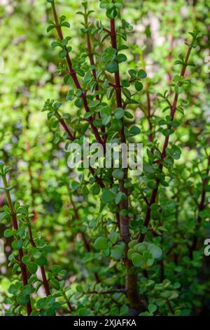 Portulacaria afra noto come cespuglio di elefante, cespuglio di porcellana, albero di cornamusa, giada nana e spekboom è una pianta succulenta di piccole foglie che si trova in Sud Africa. Foto Stock