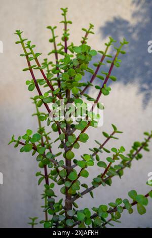 Portulacaria afra noto come cespuglio di elefante, cespuglio di porcellana, albero di cornamusa, giada nana e spekboom è una pianta succulenta di piccole foglie che si trova in Sud Africa. Foto Stock