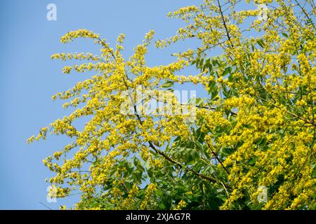 Golden Rain Tree Koelreuteria paniculata Yellow Panicled Flowers Goldenraintree Goldenrain Tree Foto Stock