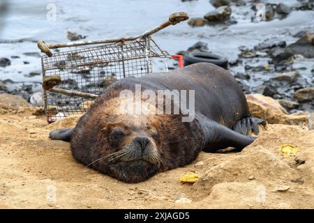 Coquimbo, Cile - 15 marzo 2019: La foca riposa tra i rifiuti urbani e un carrello rotto del supermercato. Foto Stock