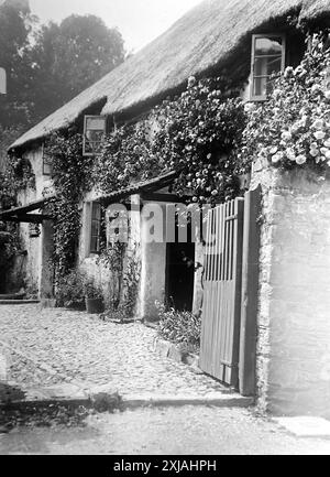 Rose che crescono su cottage con tetto di paglia, Cockington, Devon. Questa fotografia proviene da un originale edoardiano, intorno al 1910. L'originale faceva parte di un album di 150 fotografie di albume, di qualità variabile, molte delle quali ho fotografato. La collezione includeva immagini provenienti in particolare dall'Isola di Man e dalla contea inglese, Devonshire. Le annotazioni sono state incluse nell'album ma, sfortunatamente, non c'erano date specifiche. Le foto originali erano in media 6 x 4 ½ pollici. Foto Stock