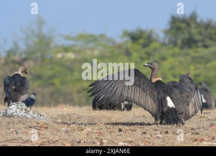 Avvoltoio dalle rugole bianche o avvoltoio dalle spalle bianche, una specie in via di estinzione e rara in India. Ha bisogno di conservazione. Foto Stock