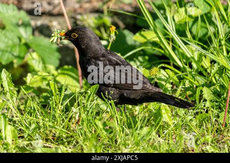 Maschio di uccello nero comune (Turdus merula) con colonne caterpillari nel becco come cibo per i pulcini Foto Stock