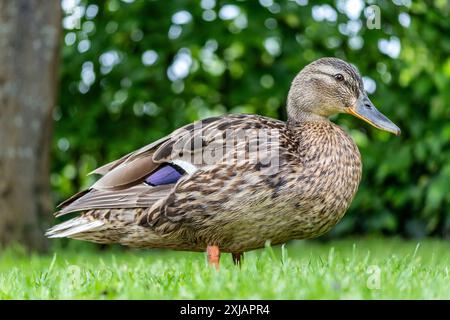 Donna adulta (Anas platyrhynchos) sul prato Foto Stock